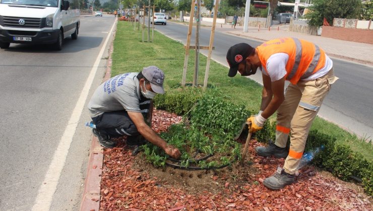 Kemer’de takades çiçeği açacak