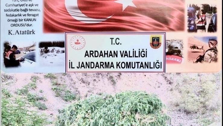 23 bin 800 kök kenevir bitkisi imha edildi