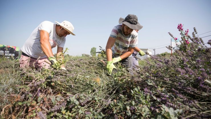 Kent Bostanları’nda lavantalar hasat edildi