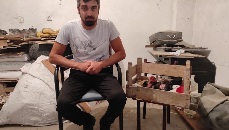 Kesmek için aldığı horoz kuluçkaya yattı