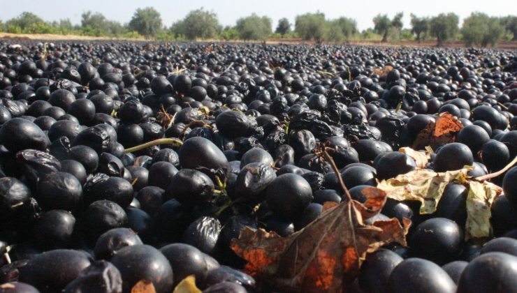 Kilis horoz karası üzümü kurumaya bırakıldı