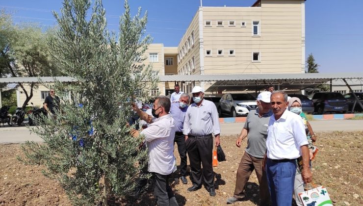 Kilis’te yağlık zeytin verimi arttırılacak