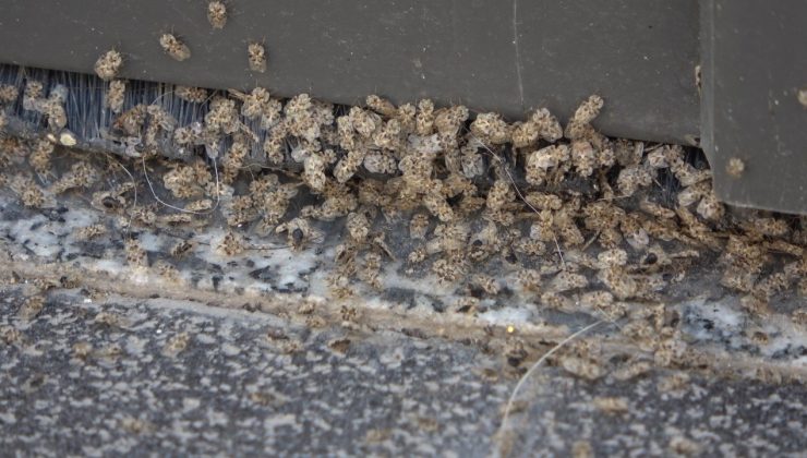 Kırklareli’nde Dantel Böceği istilası