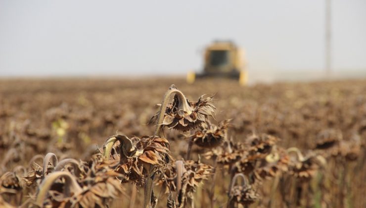 Konya Ovasında ayçiçek hasadı zamanı