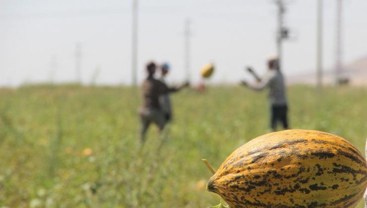 Konya Ovasında kavun hasadı zamanı