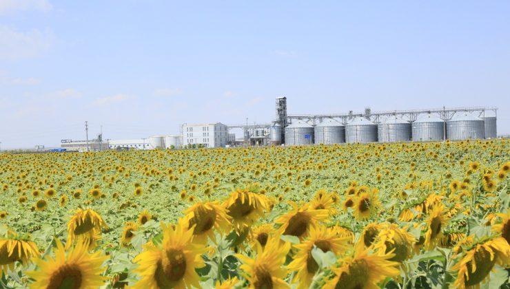 Konya Şeker ayçiçeği fiyatını açıklayarak alıma başladı