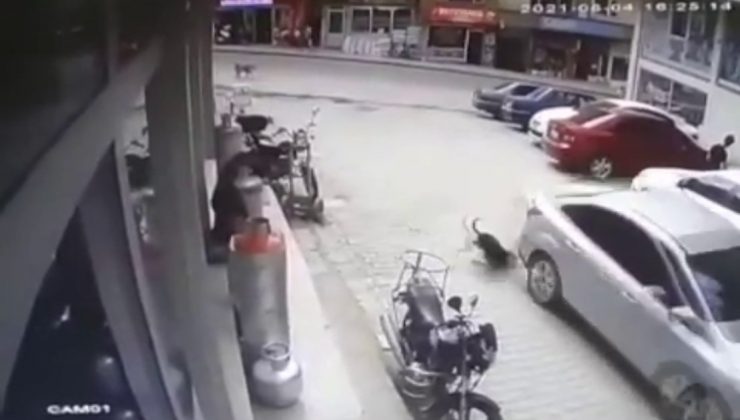 Köpeği ezdi, yoluna devam etti