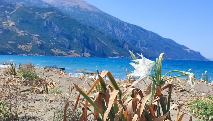 Koruma altındaki kum zambakları çiçek açtı