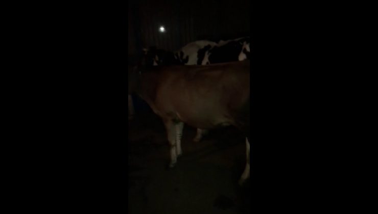 Köyü su bastı, hayvanları son anda kurtardılar