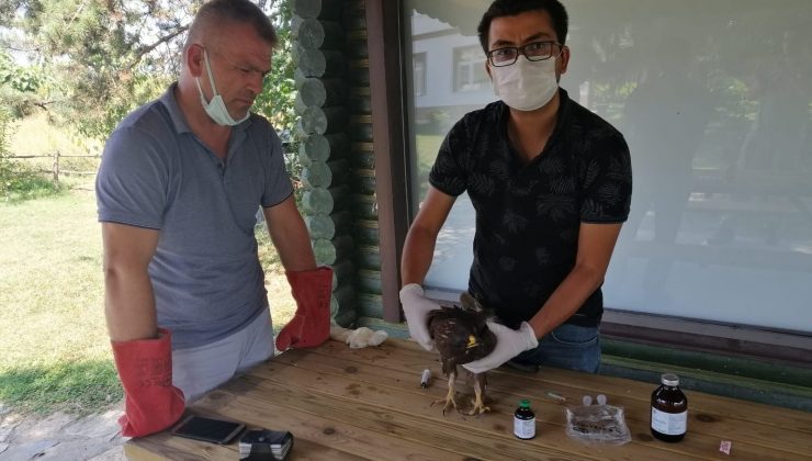 Küçük orman Kartal güvenli ellerde