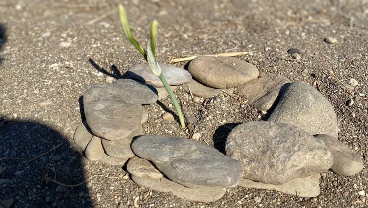 Kum zambakları çiçek açtı, koparmanın cezası 80 bin TL