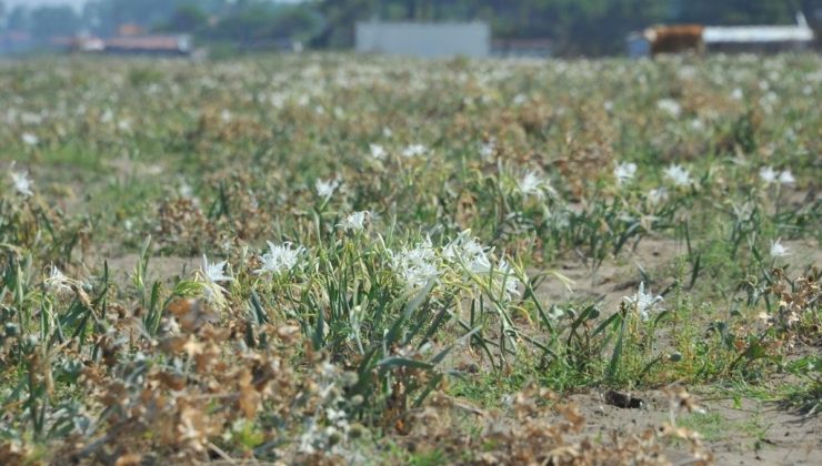 ‘Kum zambakları’ koruma altında