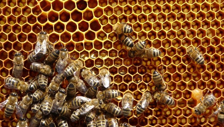 Kuraklık nedeniyle arıların geleceği tehlike altında