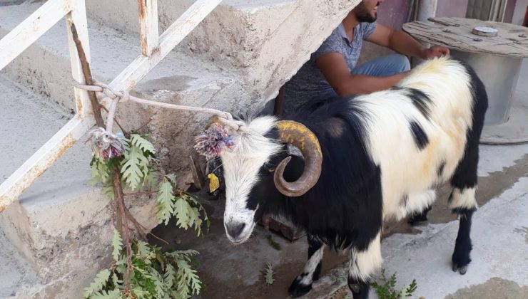 Kurban Bayramı’nda kaçan keçi 20 gün sonra bulundu
