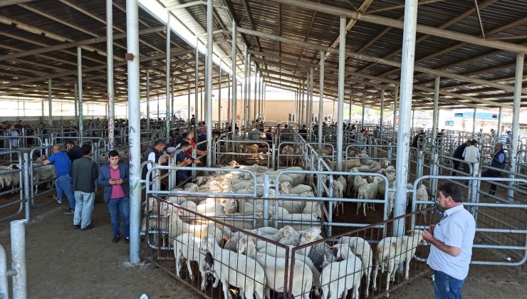 Kurban Bayramı’ndan sonra küçükbaş hayvan pazarında durgunluk yaşanıyor