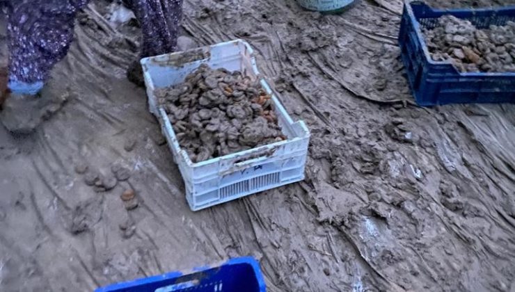 Kurumaya bırakılan kayısılar sele kapıldı