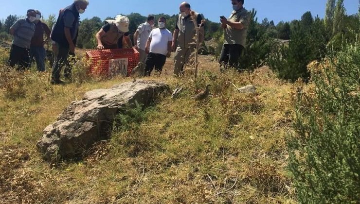 Kütahya’da kınalı keklikler doğayla buluştu