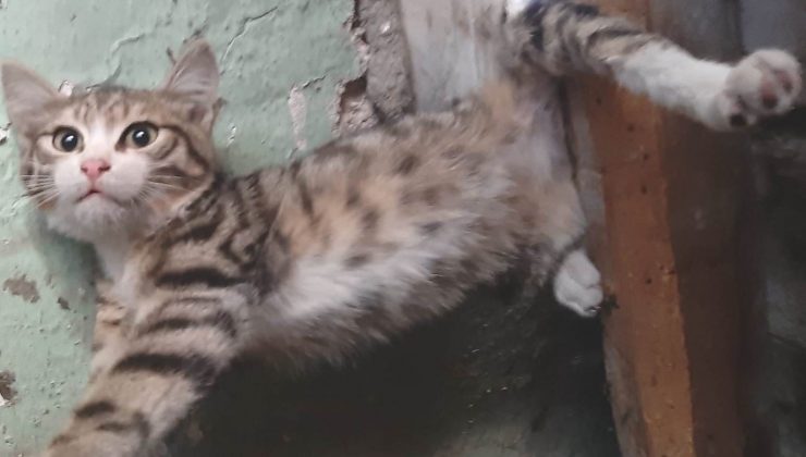 Kütahya’da çatıya sıkışan kediyi itfaiye kurtardı