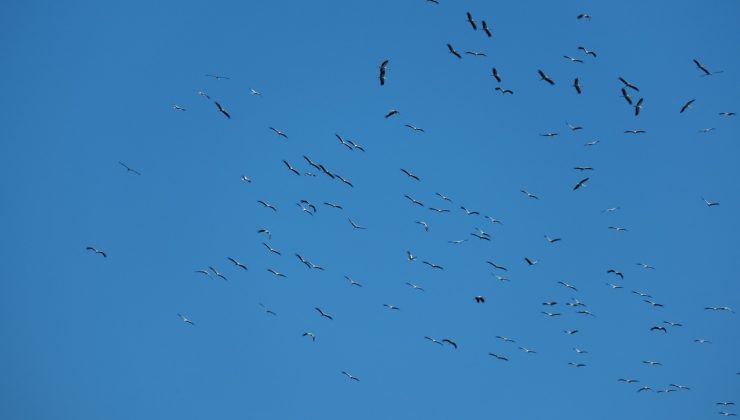 Leyleklerin göçü İskenderun Körfezi’nde güzel görüntüler oluşturdu