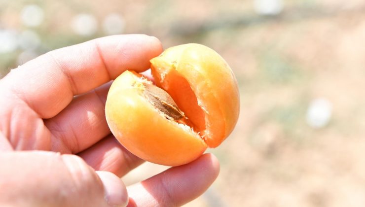 Mamak’taki ekolojik köyde ilk hasat Başkan Köse’den