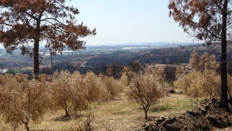 Manavgat orman yangınında 18 bin dönüm zeytin ağacı yandı