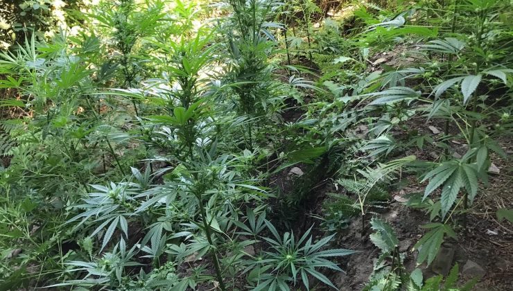 Manisa’da 519 kök kenevir bitkisi ve 2 kilogram kubar esrar ele geçirildi