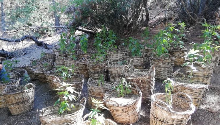 Manisa’da sepet sepet kenevir