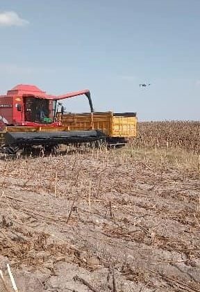 Manyas’ta ayçiçeği hasadına başlandı