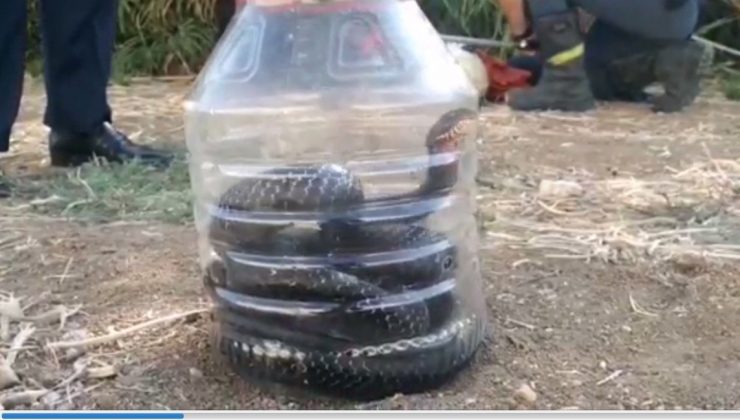 Mersin’de evde yakalanan yılan doğaya bırakıldı