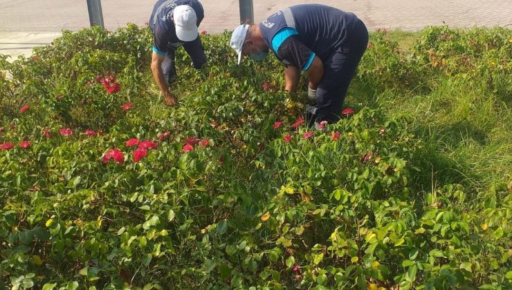 Yeşil alanlarda temizlik çalışması