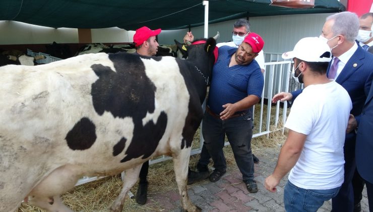 MHP yangın bölgesinde küçük ve büyükbaş hayvan dağıttı