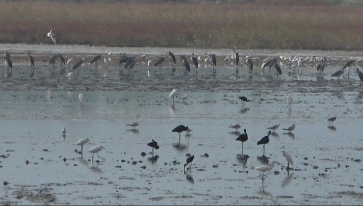 Mileyha sulak alanında kuş gözlem etkinliği