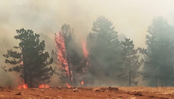 Muğla’da dört ilçede yangınlar devam ediyor