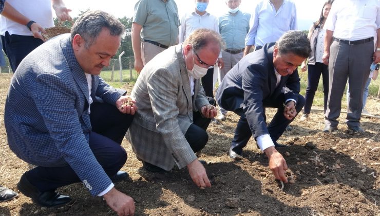 Safranın soğanları toprakla buluşturuldu