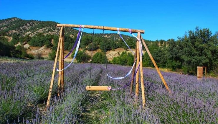 Nallıhan’da lavanta bahçeleri ziyaretçilere görsel şölen sunuyor