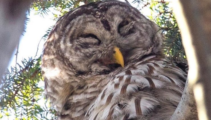 New York’taki Central Park’ın ünlü baykuşuna araç çarptı