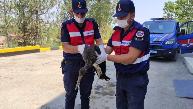 Ölmeyi bekleyen leyleği jandarma kurtardı