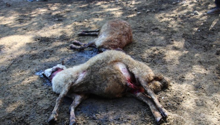 Oltu’da kurt dehşeti: 40 koyunu telef etti, 6 koyunu yaraladı