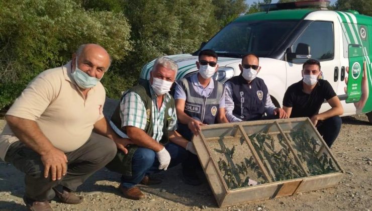 Operasyonda ele geçirilen 120 adet saka kuşu doğaya salındı