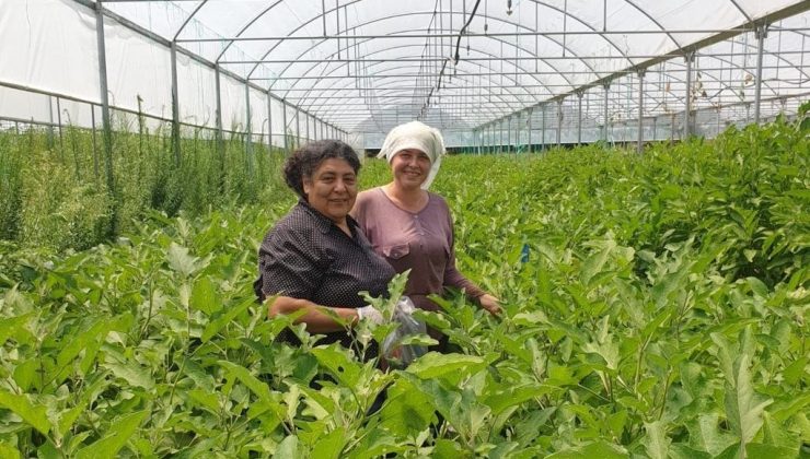 Organik tarımın önemi her geçen gün artıyor