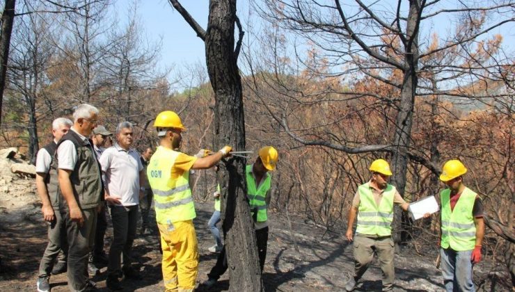 Orman Genel Müdürlüğü yangında zara gören alanlar için çalışmalara başladı