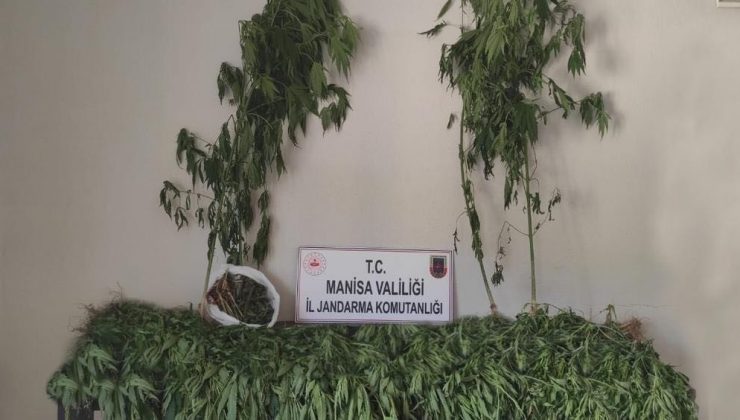 Ormanlık alanda 519 kök kenevir ve 2 kilogram kubar esrar ele geçirildi