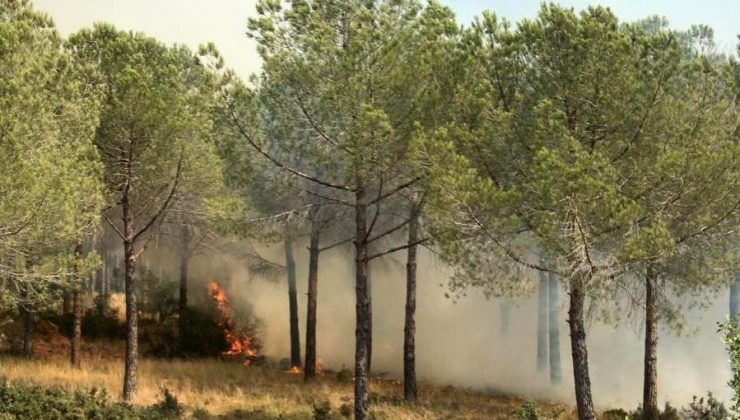 Ormanlık alanda çıkan yangın büyümeden söndürüldü