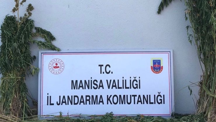 Ormanlık alandaki kenevirler drone ile tespit edildi