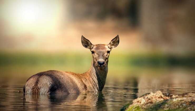 Ormanya’ya uluslararası ödül