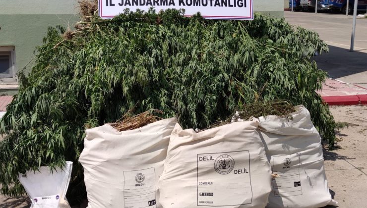 Osmaniye’de esrar ve kenevir ele geçirildi