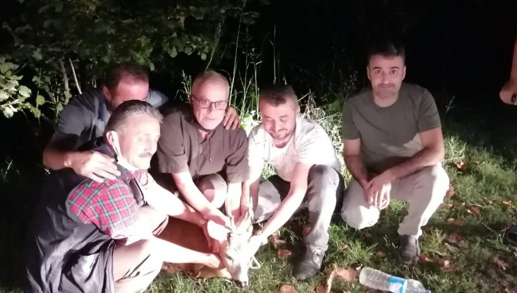 Otomobilin çarptığı karaca yaralandı