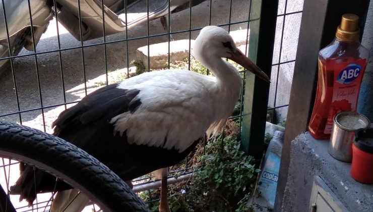 Bursa’da leylek oto yıkamacıya indi