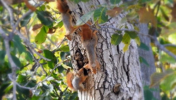Ceviz ağacındaki sincap ailesinin mutlu halleri görüntülendi