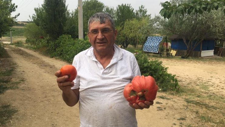 Görenleri hayrete düşüren dev domates